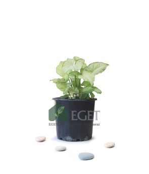 Resim Melek Kanadı Çiçeği (Syngonium podophyllum)- 3 lt Saksıda 