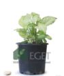 Melek Kanadı Çiçeği (Syngonium podophyllum)- 3 lt Saksıda . ürün görseli