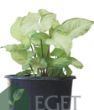 Melek Kanadı Çiçeği (Syngonium podophyllum)- 3 lt Saksıda . ürün görseli