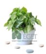 Melek Kanadı Çiçeği (Syngonium podophyllum)- 2 lt Askılı Saksıda . ürün görseli