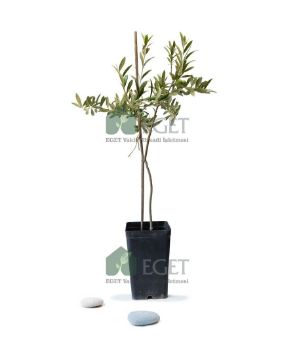 Resim Organik Arbequina Zeytin Fidanı