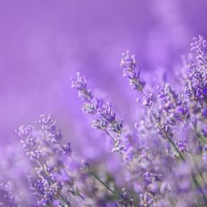 Kategori İçin Resim EGET Bitki