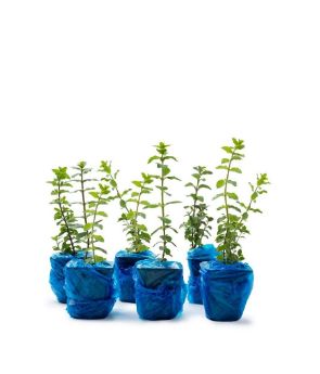 Resim İzmir Bilyalı Kekik (Origanum onites) 6'lı