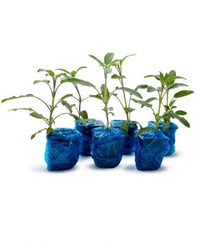 Resim Anadolu Adaçayı (Salvia fruticosa) 6'lı
