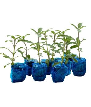 Resim Anadolu Adaçayı (Salvia fruticosa) 9'lu